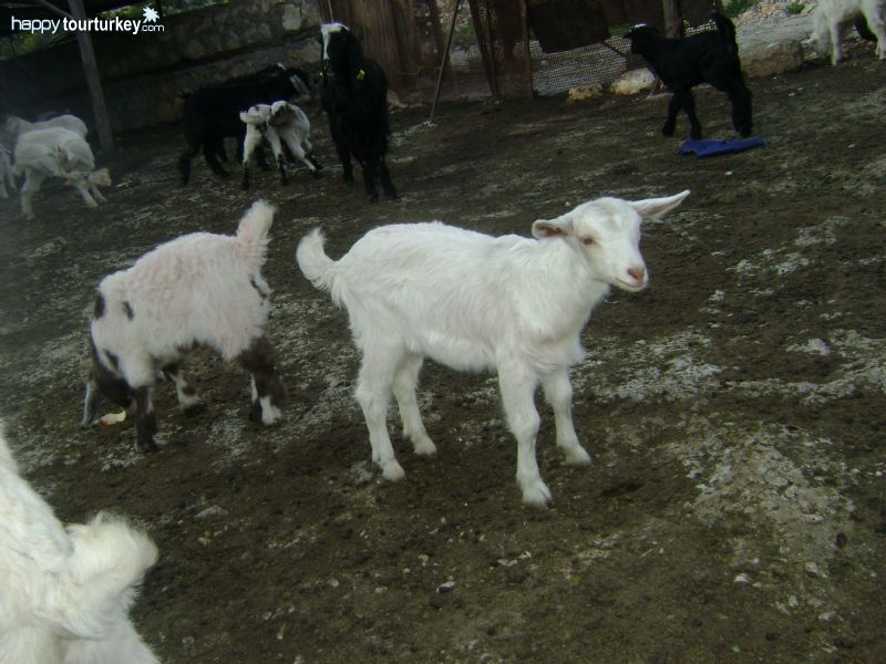Lambs in Finike