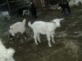 Lambs in Finike