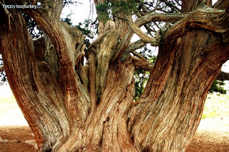 Konya, Historical Tree in Guneysınır
