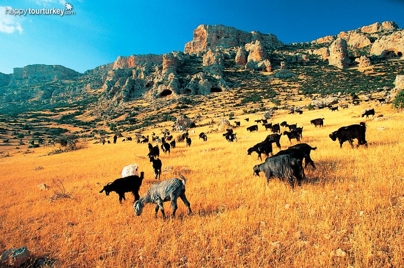 Life in Taurus Mountains