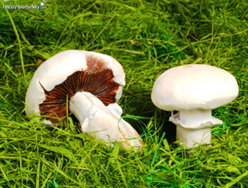Mushroom Picking Tours by Pomegranate Tour