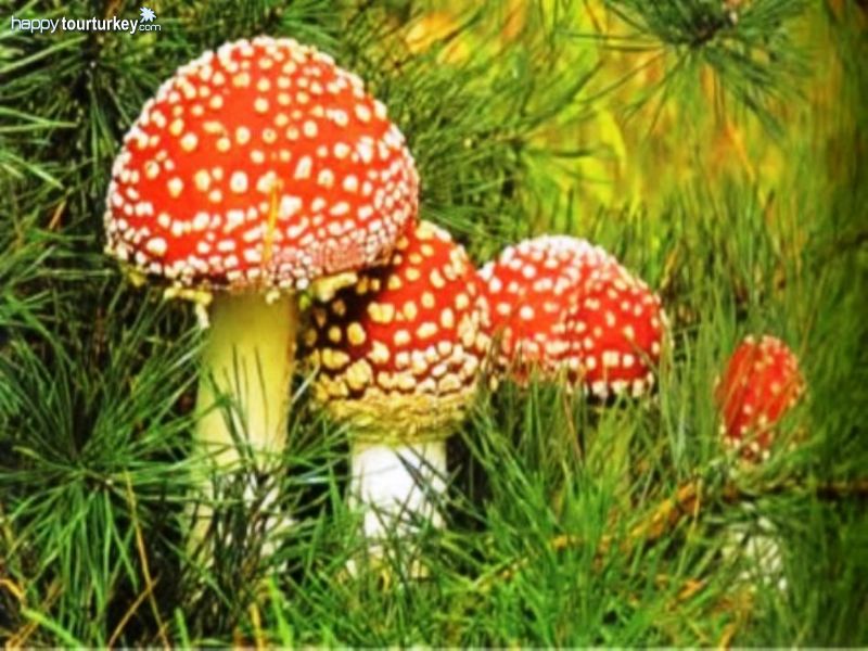 Mushroom Picking Tours by Pomegranate Tour