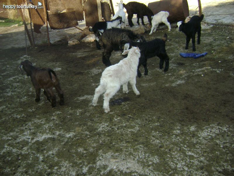 Nomads in Turkey