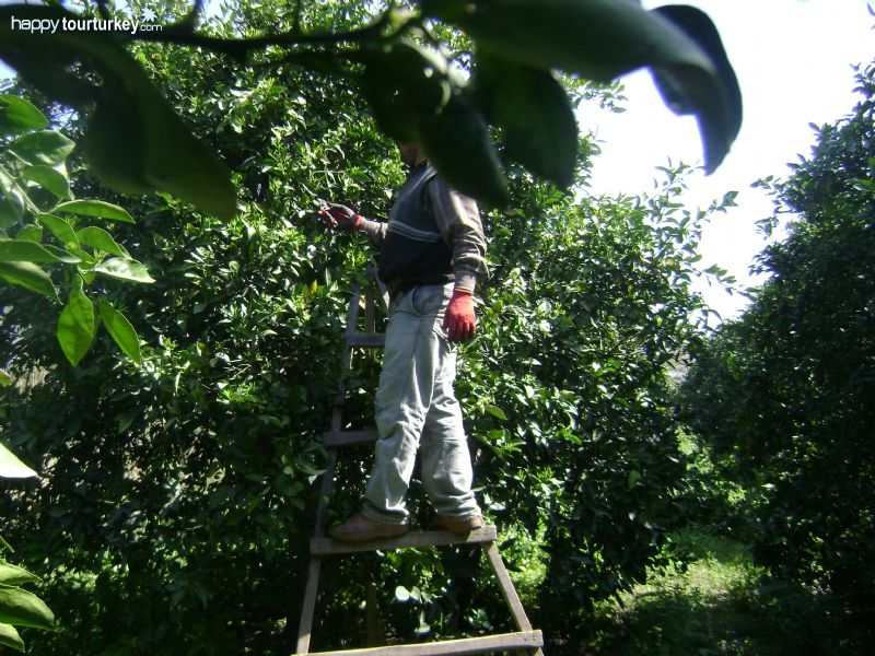 Orange Groves in Antalya