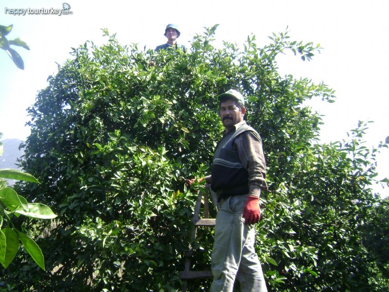 Orange Groves in South Turkey
