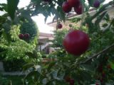 Anatolia Pension