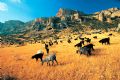 Life in Taurus Mountains