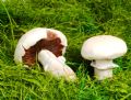 Mushroom Picking Tours by Pomegranate Tour