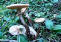 Mushroom Picking Tours by Pomegranate Tour
