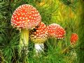 Mushroom Picking Tours by Pomegranate Tour