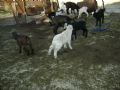 Nomads in Turkey