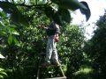 Orange Groves in Antalya